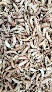 Ikan Asin Sotong/Cumi Jarum Kering Telor Kualitas Premium