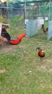 dummy cock/ dummy rooster red