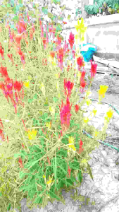 เมล็ดพันธุ์ดอกหงอนไก่ 2 สี ชุด 200 เมล็ด