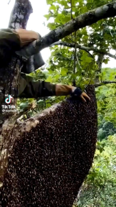 MADU HUTAN SIALANG 100 ML MADU LIAR DORSATA MADU ASLI LIAR IMUN TUBUH ALAMI TERBAIK MADU MURNI ORGANIK MADU MURNI SUPER PENGUAT TUBUH ALAMI