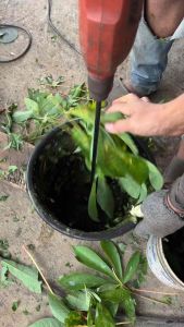 Pisau Pencacah Rumput & Alat Pencacah Pakan Ternak