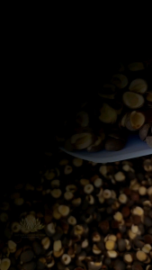 500g Hạt Sen Rang Tách Đôi | Hạt Sen Khô Rang Ăn Liền