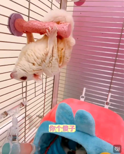 Claw Grinding Washable Cage Standing Platform For Sugar Glider / Parrot
