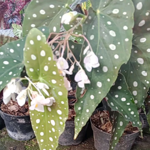 Bunga Begonia Polkadot: Cantik & Mudah Dirawat