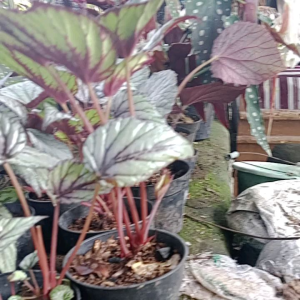 Bunga Begonia Rex Silver: Tumbuhan Elegan untuk Ruangan Kecil