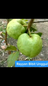 Bibit Jambu Kristal Cangkok berbuah