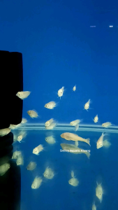 【LIVE】Platinum Mini Parrot fish easy care for small aquarium ikan mini parot
