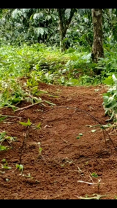 combo bẫy chim cút10 cung1loa1 thẻ sẵn tiếng