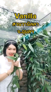 ฝักวานิลลา Planifolia Grade A+  ยาว 18-22cm. ฝักอวบใหญ่ และฉ่ำมากๆ บรรจุ 3ฝัก/ถุง.