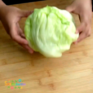 100 BUTIR BIJI/BENIH SAYURAN SELADA HEAD LETTUCE