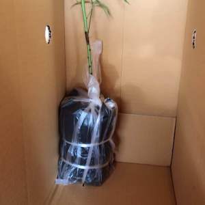 ผลิตภัณฑ์ ต้นกล้า ท้อดอก ต้นพีช ดอกชมพูหวานสวย และพร้อมออกผลได้ และปลูกได้ทุกพื้นที่ สอบถามได้ เพื่อให้คุณสามารถทำการแสดงงานได้เร็วและอย่างชัดเจน