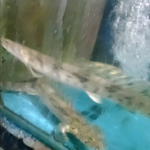 hiasan air P4LM4S 3NDLICERY size 10-14 cm