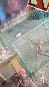 Umbaran Burung: Desain, Ukuran & Harga