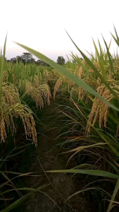 Benih padi AGT303 Kemasan 5kg Benih unggul original