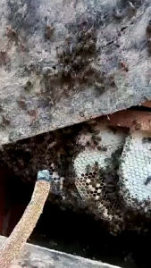 MADU MURNI ASLI MULTIFLORA UK 1 LITER KUALITAS SUPER  PENAMBAH IMUN TUBUHPENYEMBUH BATUK PILEK RADANGDLL