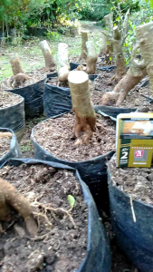 bonsai anting putri bahan uk medium