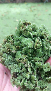 แหนแดงสด 1 กิโลกรัม แหนแดงแห้ง อินทรีย์ เกรดฟาร์ม อาหารปลา เป็ด ไก่ กุ้ง หอย เลี้ยงสัตว์น้ำ โปรตีนสูง โตไว ลดต้นทุนอาหารสัตว์ ปุ๋ยพืชสด ปุ๋ยเขียว เพิ่มไนโตรเจนในดิน เกษตรอินทรีย์ เพาะเลี้ยงง่าย สดใหม่ ส่งตรงจากฟาร์ม คุณภาพดี ราคาถูก ส่งฟรีทั่วไทย