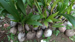 Bibit Kelapa Macapuno Varietas Filipina