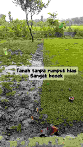 Rumput Hias Jenis Jepang Sudah Hidup Hijau Segar