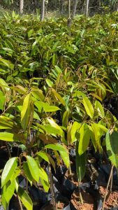 paket 4 bibit durian musangking asli