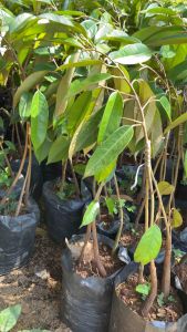 Bibit Durian Montong Kaki 3: Dompolan Buah Lebat & Cepat Berkebun