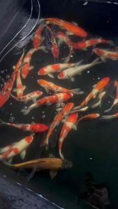 Japan koi local breed 12-14”premium grade RM380 per koi