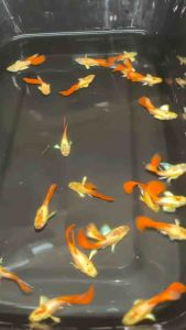 Guppy Santa Claus Shortbody