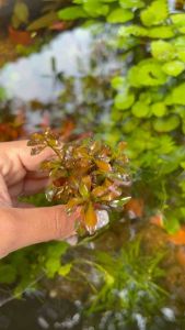 ใต้ใบแดง(แบบจิ๋ว)