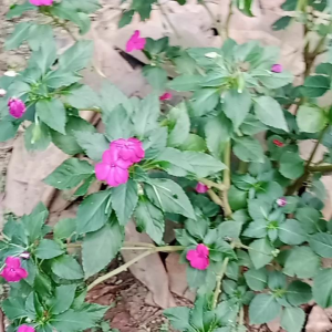 Tanaman Hias Pacar Cina: Tumbuhan Hias yang Mudah Dirawat