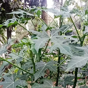 daun pepaya jepang segar 1kg