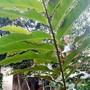 kecombrang merah asli 500grm