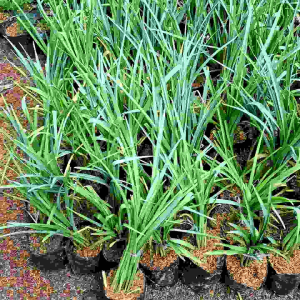 BISA COD tanaman bunga sedap malam