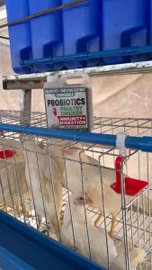 Probiotic for poultry chicken 500ml
