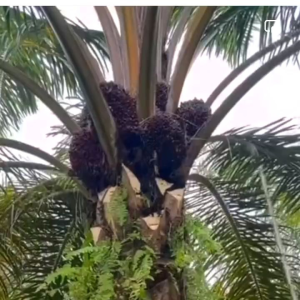 Egrekk panen sawit Kolong dan taji