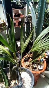 ต้นกล้าปาล์มแว็ก palm wax สูง 80 เซนต์ทรงใบพัด