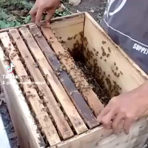 PROMOO 1kg MADU ASLI MURNI NEKTAR BUNGA MULTIFLORA AKASIA .... yg