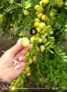 1kg quả me rừngquả mắc kham loại 1 to giòn ngon đậm vị