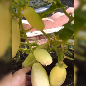 BENIH TIMUN WHITE WONDER IMPORT (KEMASAN ORIGINAL)