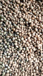 benih biji kacang kedelai putih paket (100 butir)