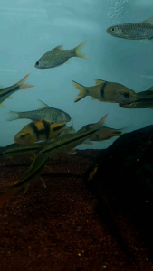 Waanderss hard-lipped barb/Rong//Ornamental fish/Freshwater/Readystock