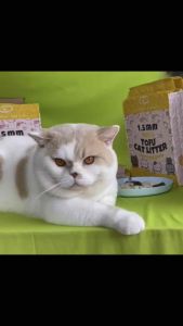 🔥GP Premium Tofu Cat Litter 1.5mm🔥Kucingku Tofu Litter Ekonomi /Cat Litter/Tofu Cat Litter/Pasir kucing