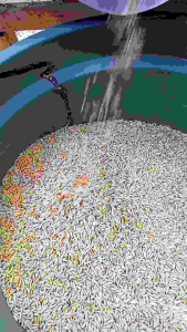 BENIH PADI BIMA SAKTI SUPER UNGGUL BERKUALITAS 1KG