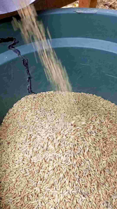 BENIH BIBIT PADI CAKRABUANA 04 KWALITAS UNGGUL SUPER GENJAH BERBOBOT TANAH CUACA PER 1KG