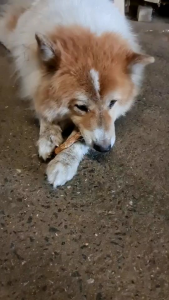 คอเป็ดอบแห้ง ขนาด 250 กรัม ขนมสุนัข ขนมขัดฟันสุนัข ส่งจาก กทม