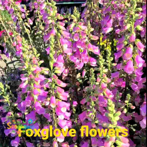 200 BUTIR BIJI/BENIH BUNGA FOXGLOVE MIXED