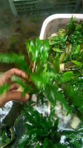 criptocorine winditi full daun air media viva peralon