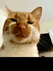 500 fr PENGHILANG BAU KOTORAN HEWAN KUCING DAN ANJING 500 MILI MUNTAH ANTI VIRUS BAKTERI DAN JAMUR KELINCI HEWAN BURUNG ODOR STAIN REMOVER BAU KUCING PUP MUNTAH TERLARIS TERMURAH TERBAIK BEST SELLER GRATIS ONGKIR COD LITTERBOX