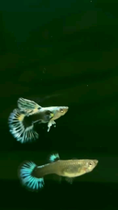 🔥HOT🔥 Blue Ivory Big Dorsal Halfmoon 🇻🇳 Guppy Fish Pair (PREMIUM TOP GRADE)