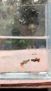 GUPPY SILVERADOR SHORT BODY PAIR
