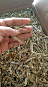 SUPER MuRAH! Teri CEMEK / TERI COP / teri jengki asin